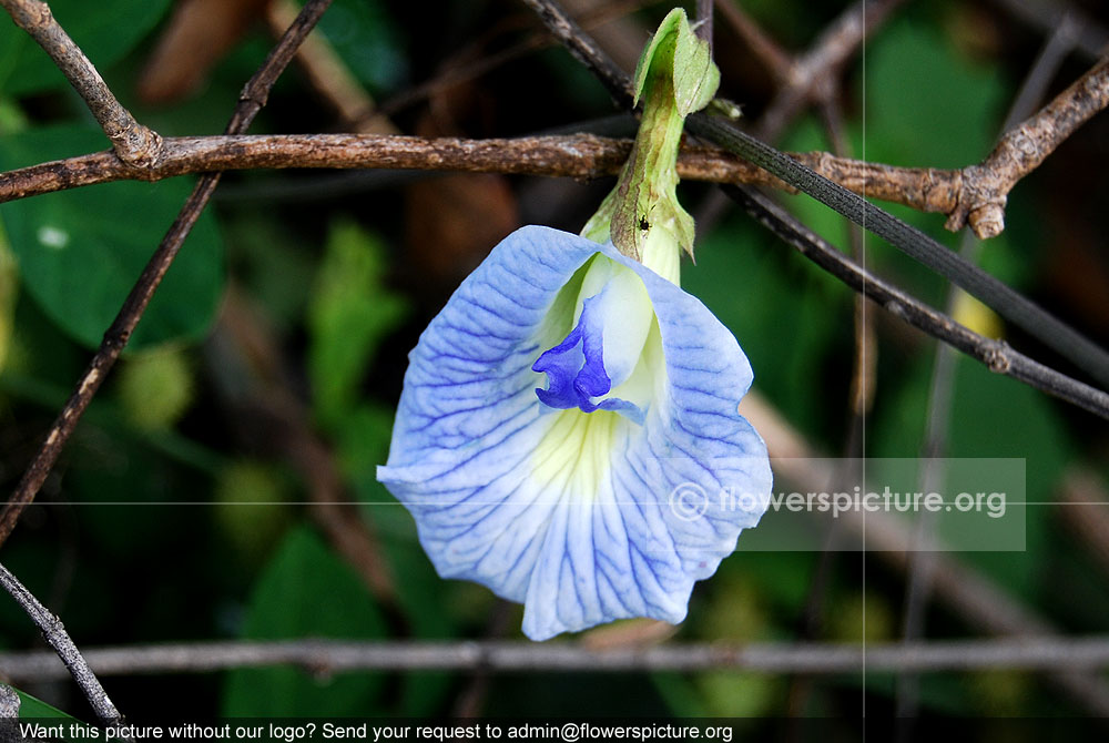 Butterfly pea