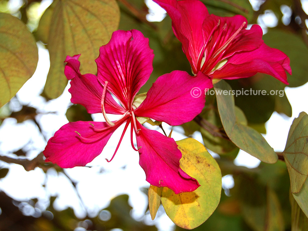 Butterfly tree