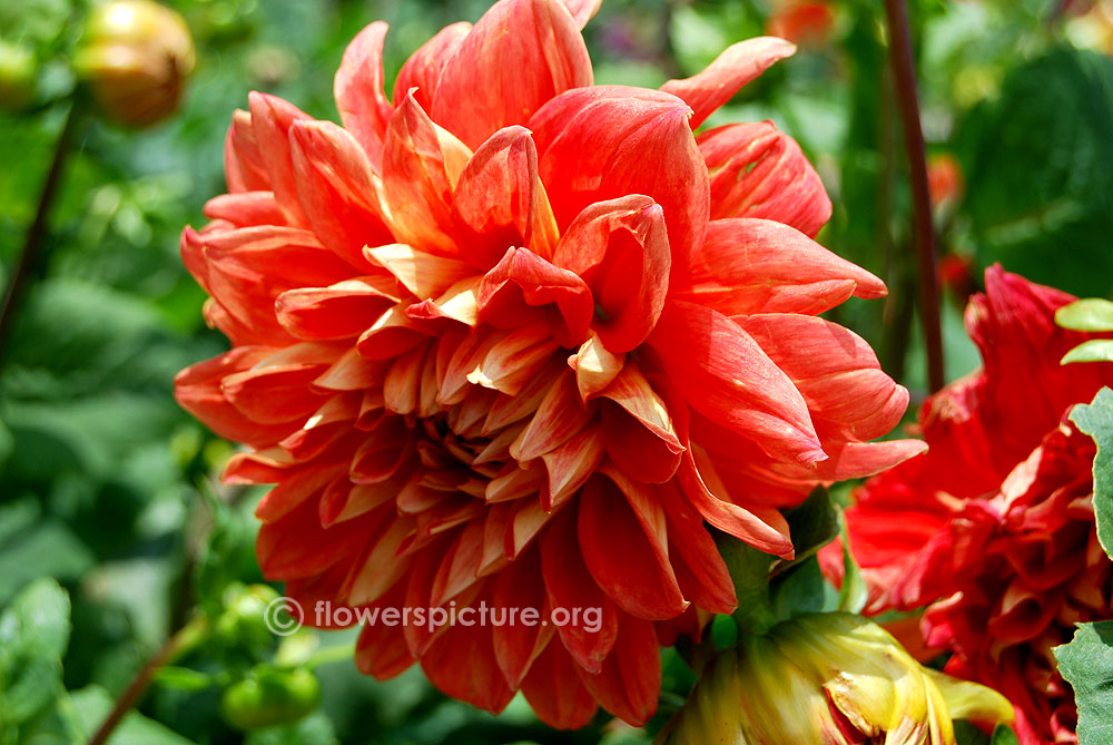 Dahlia Bryn Terfel