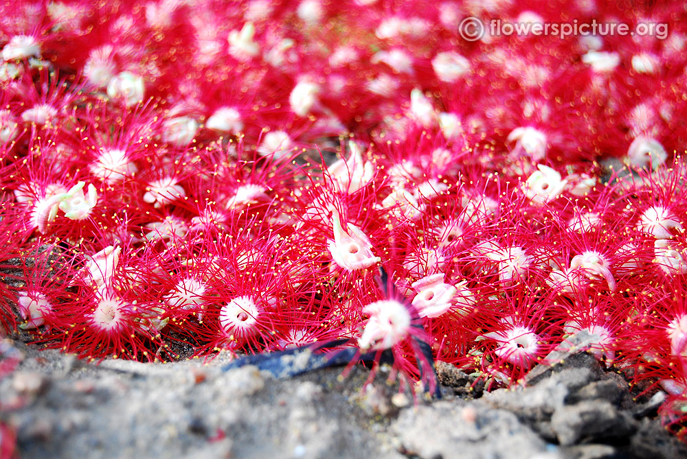 Flower bracts