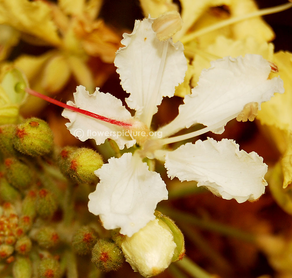 Phanera vahlii close up view