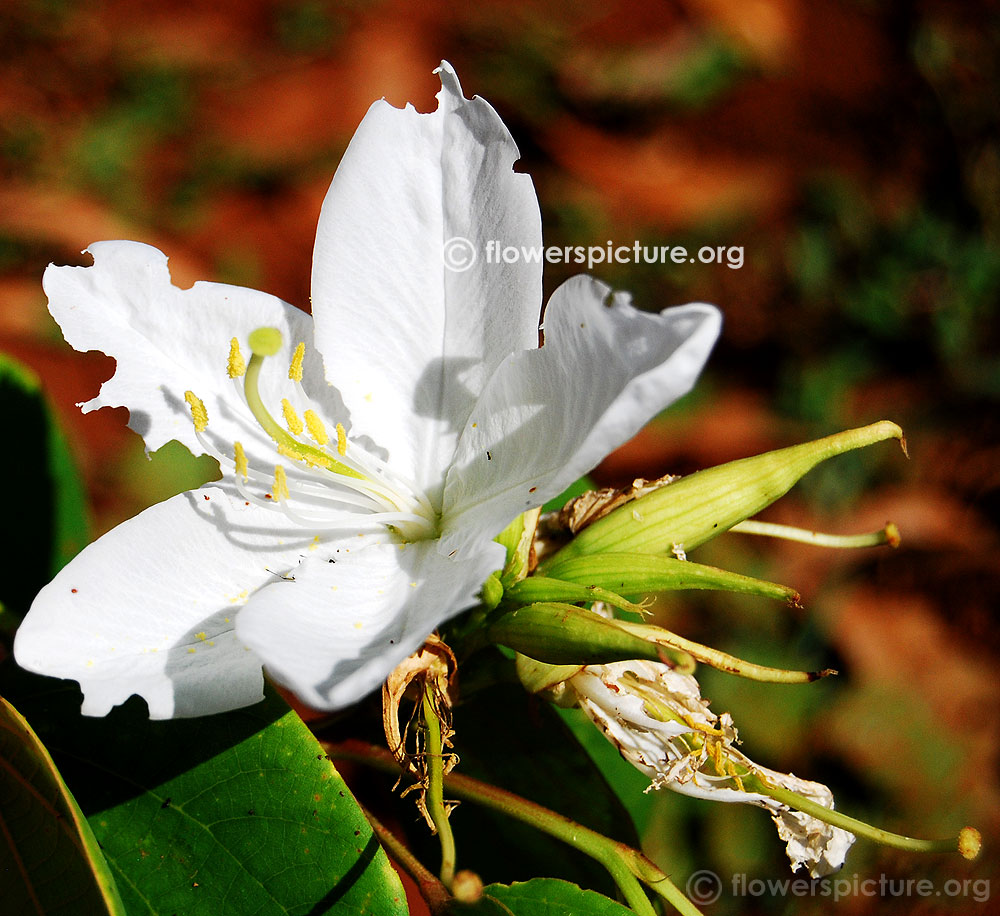 White orchid tree-Immature flower buds and Full bloom