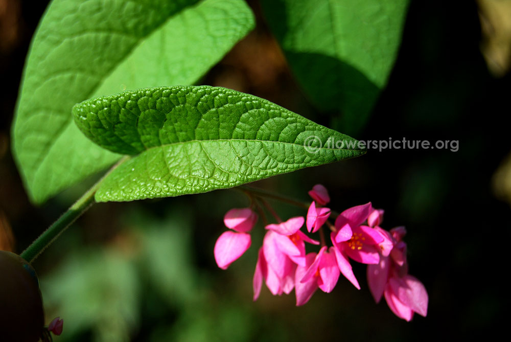 Antigonon leptopus foliage