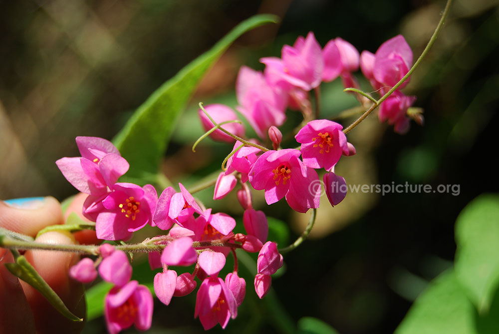 Antigonon leptopus lacelike flowers