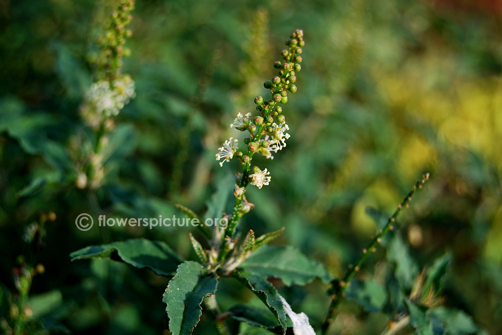 Ban tulsi herb