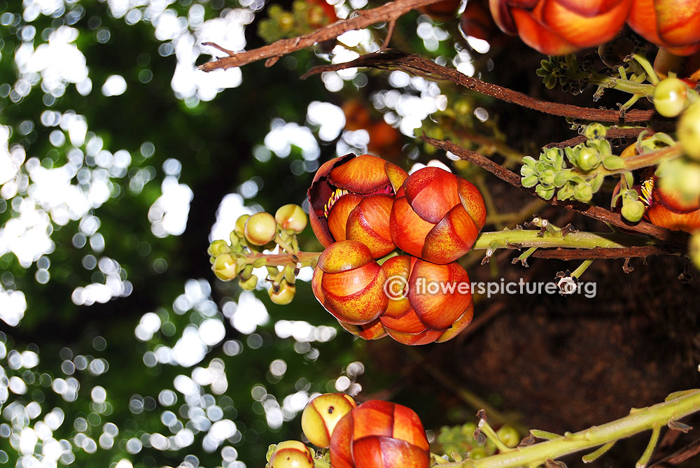 Black cannonball flower buds