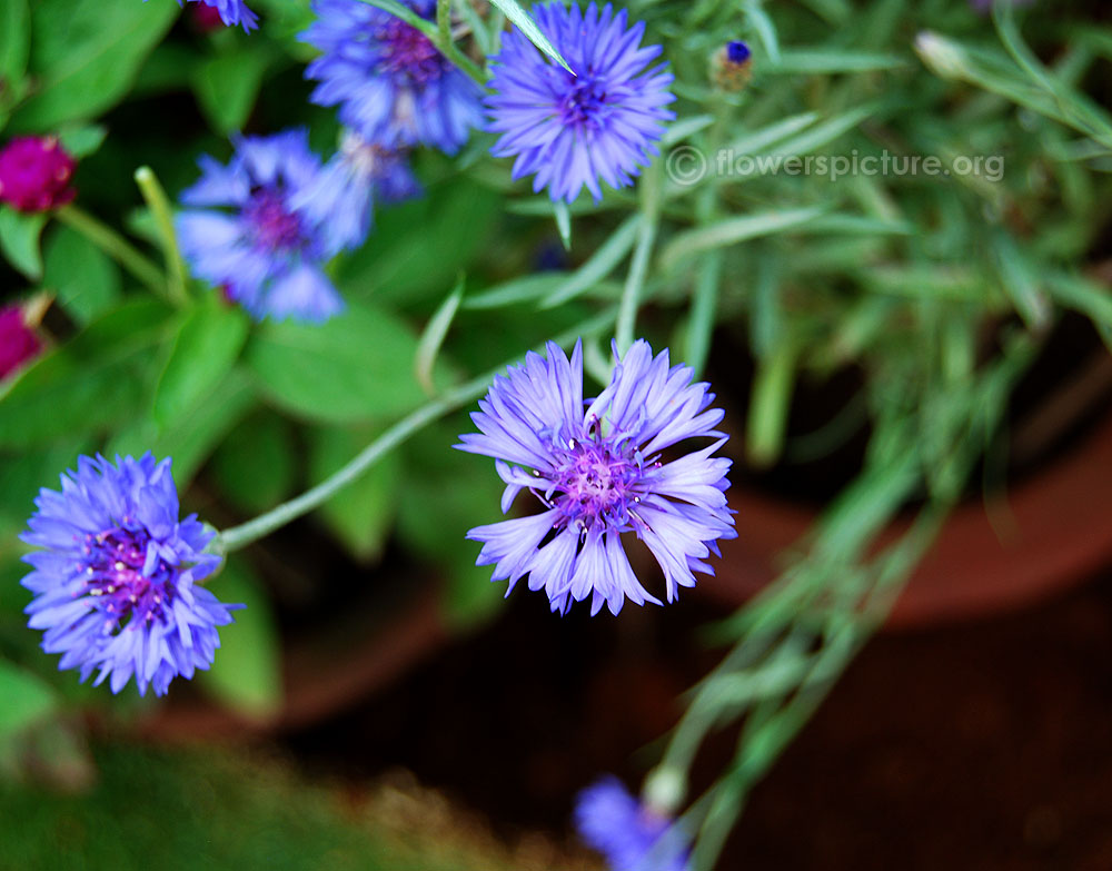 Blue corn flower