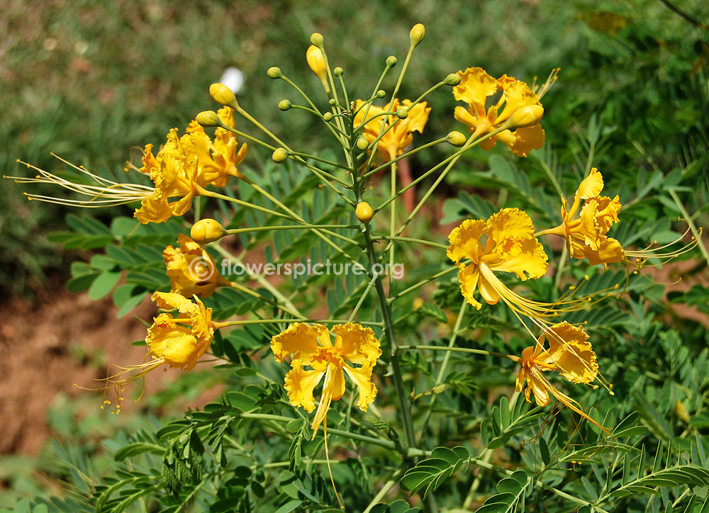 Caesalpinia pulcherrima yellow