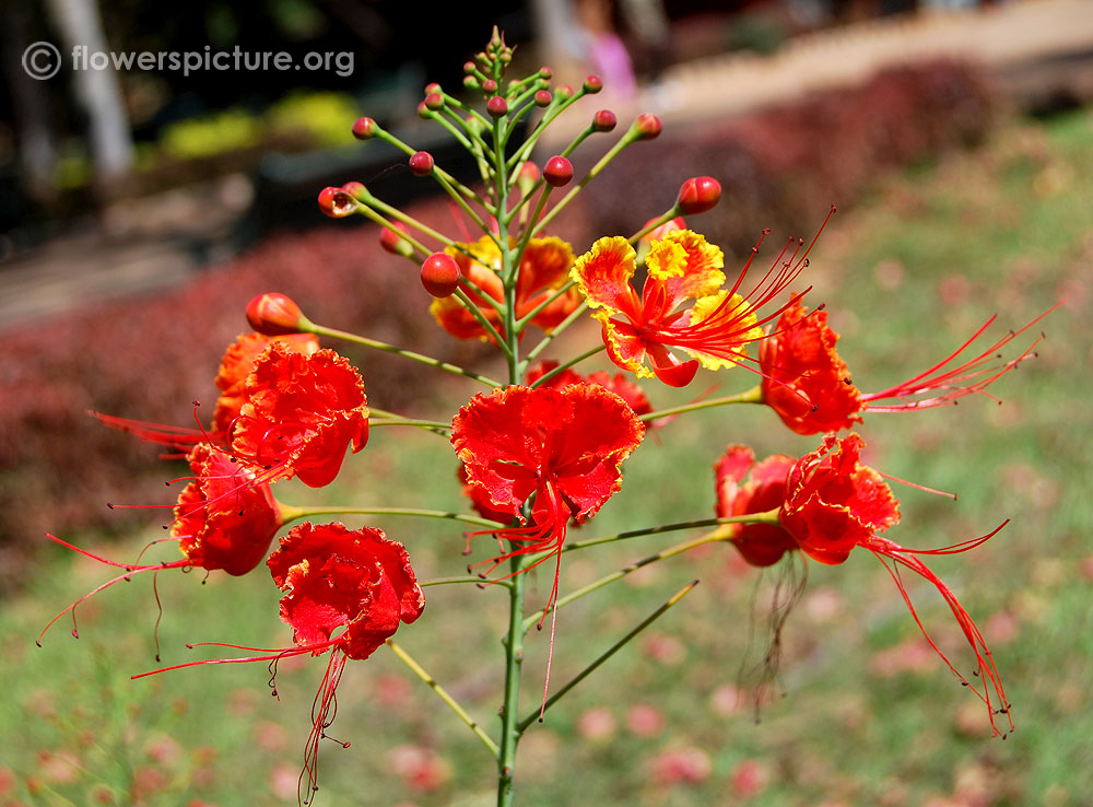 Caesalpinia pulcherrima