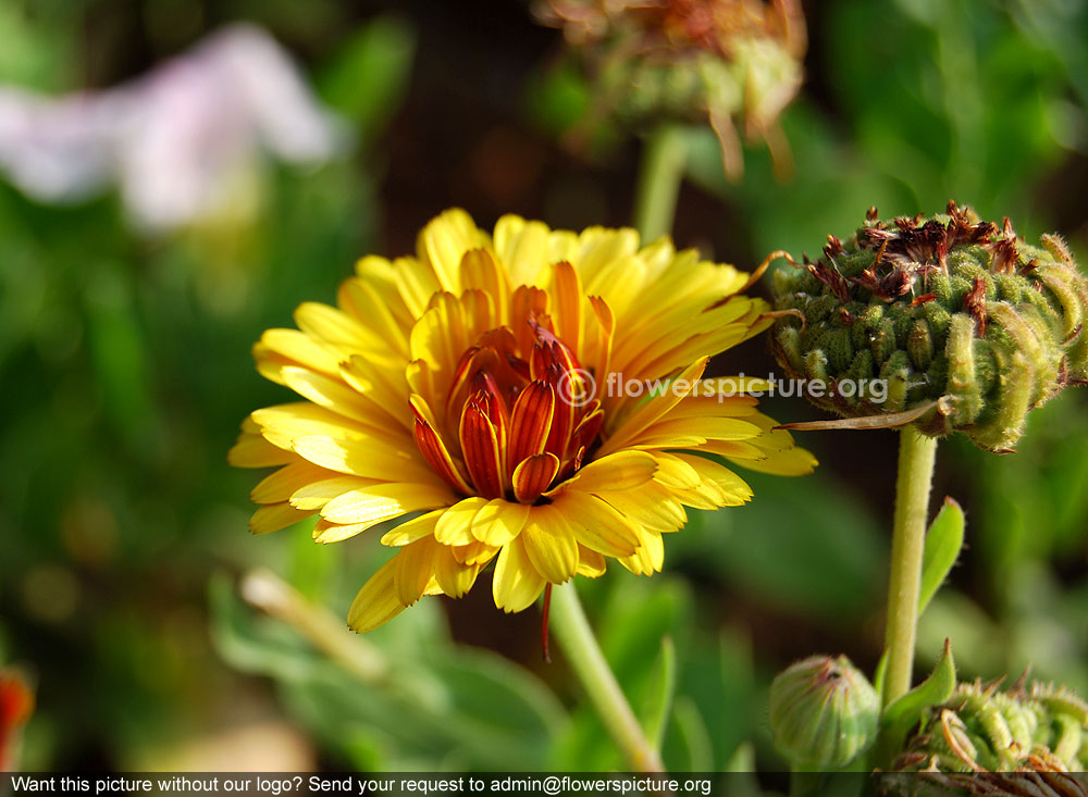 Calendula officinalis flower and seeds