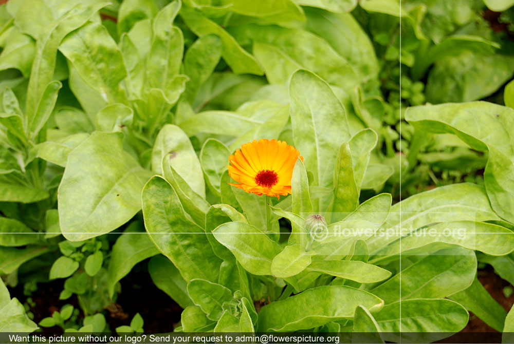 Calendula officinalis leaves