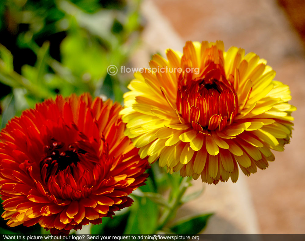 Calendula officinalis yellow