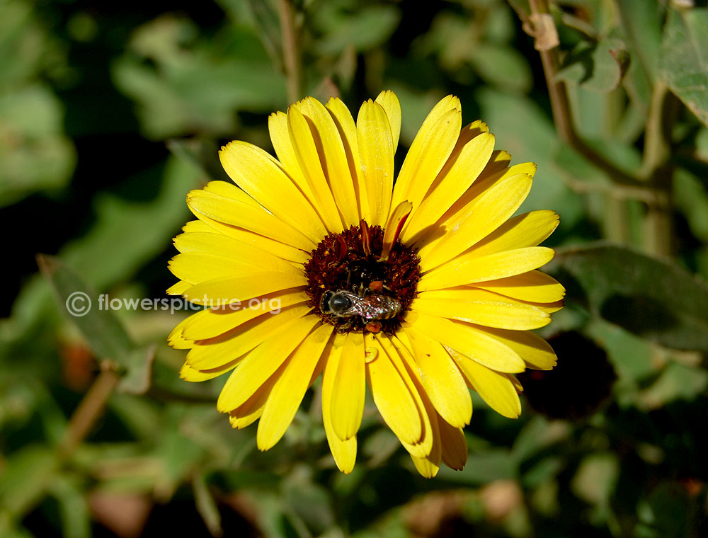 Calendula