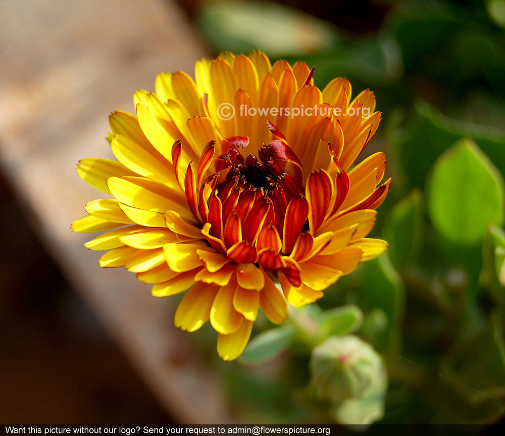 Calendula Officinalis