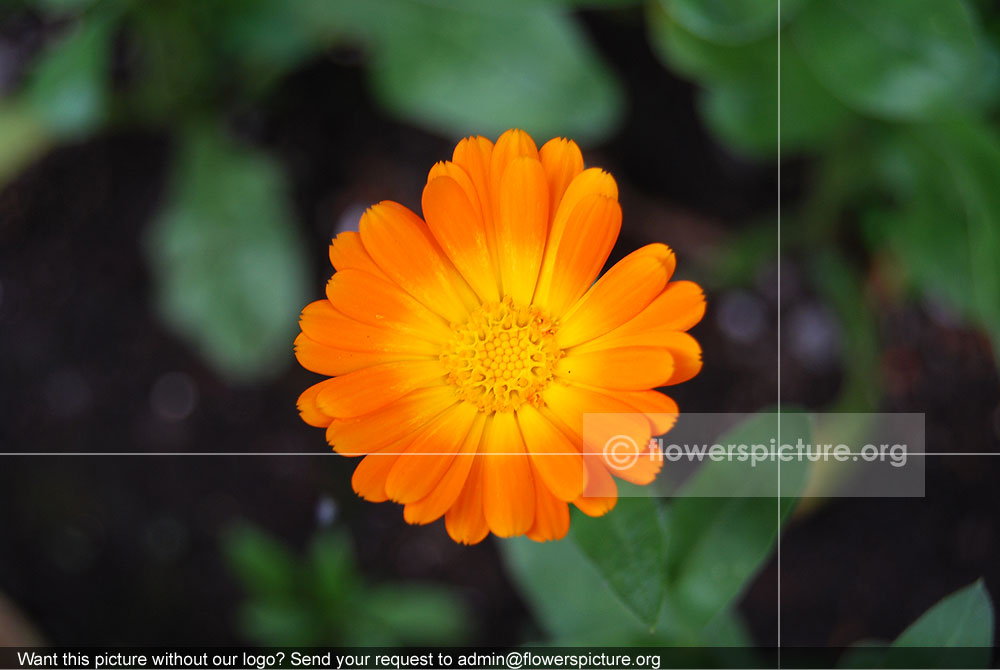 Calendula Officinalis Orange