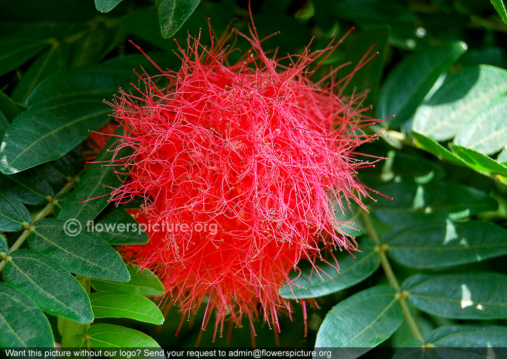 Calliandra haematocephala