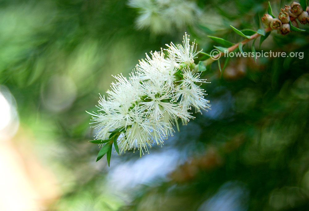 Callistemon salignus