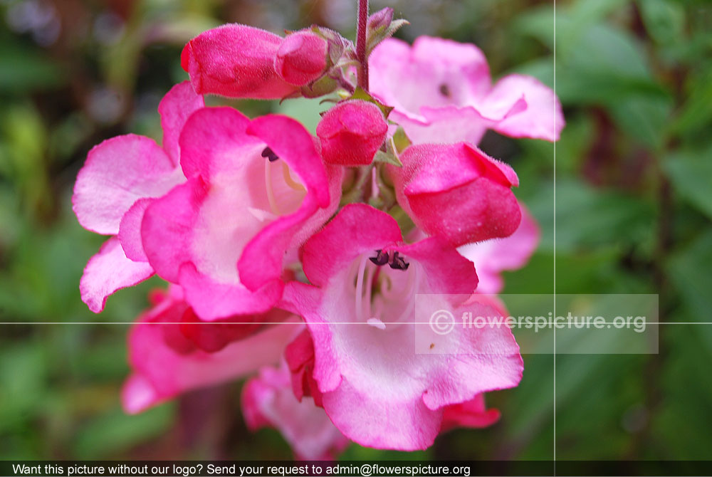 Campanula Alpina Pink