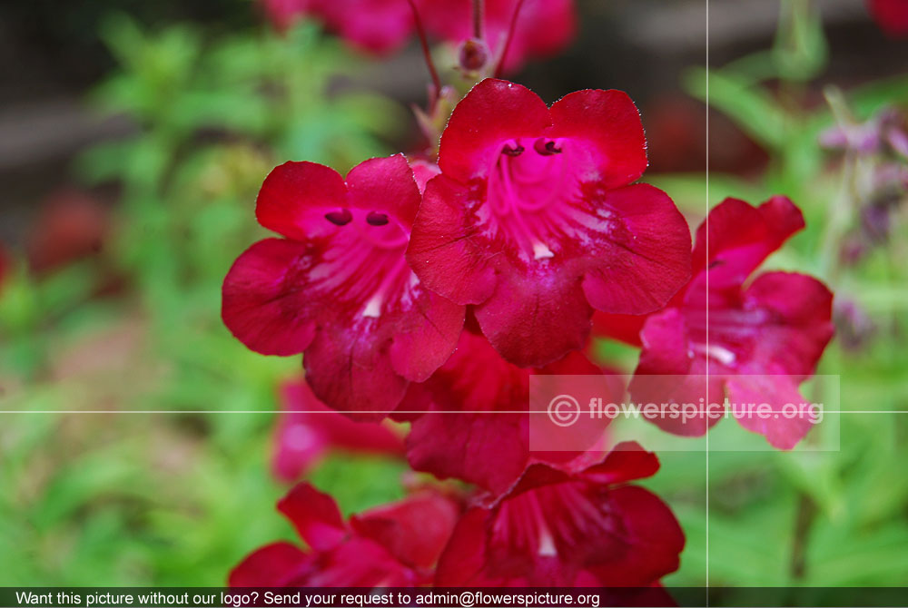 Campanula Alpina Red