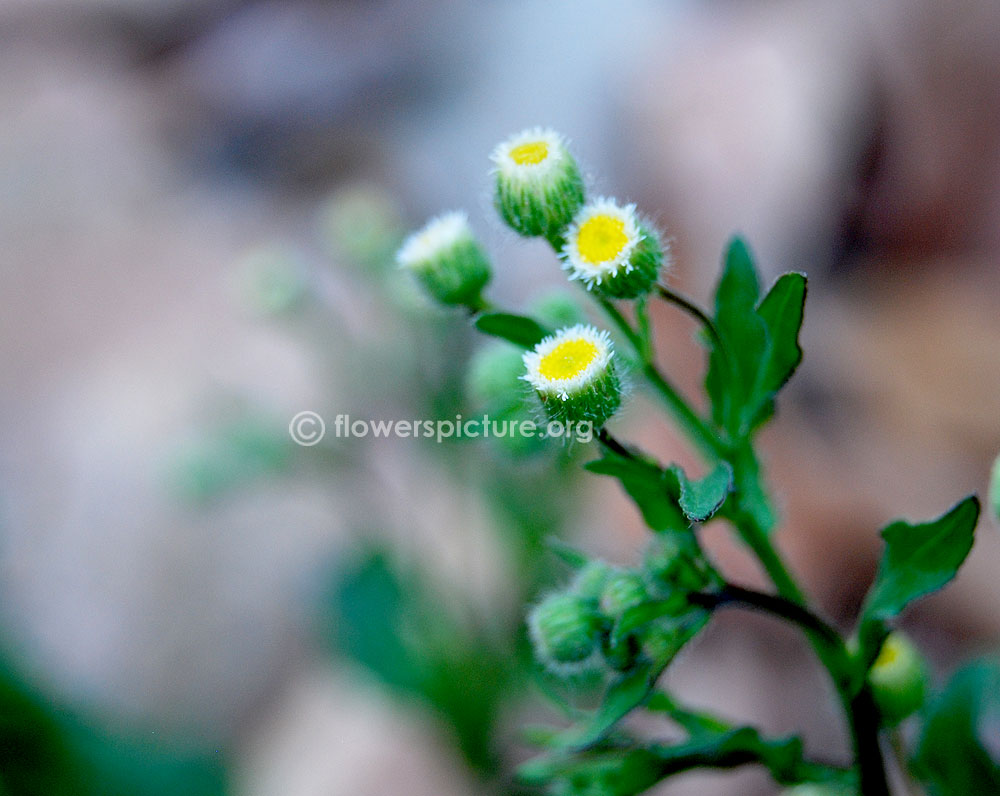 Canadian horseweed