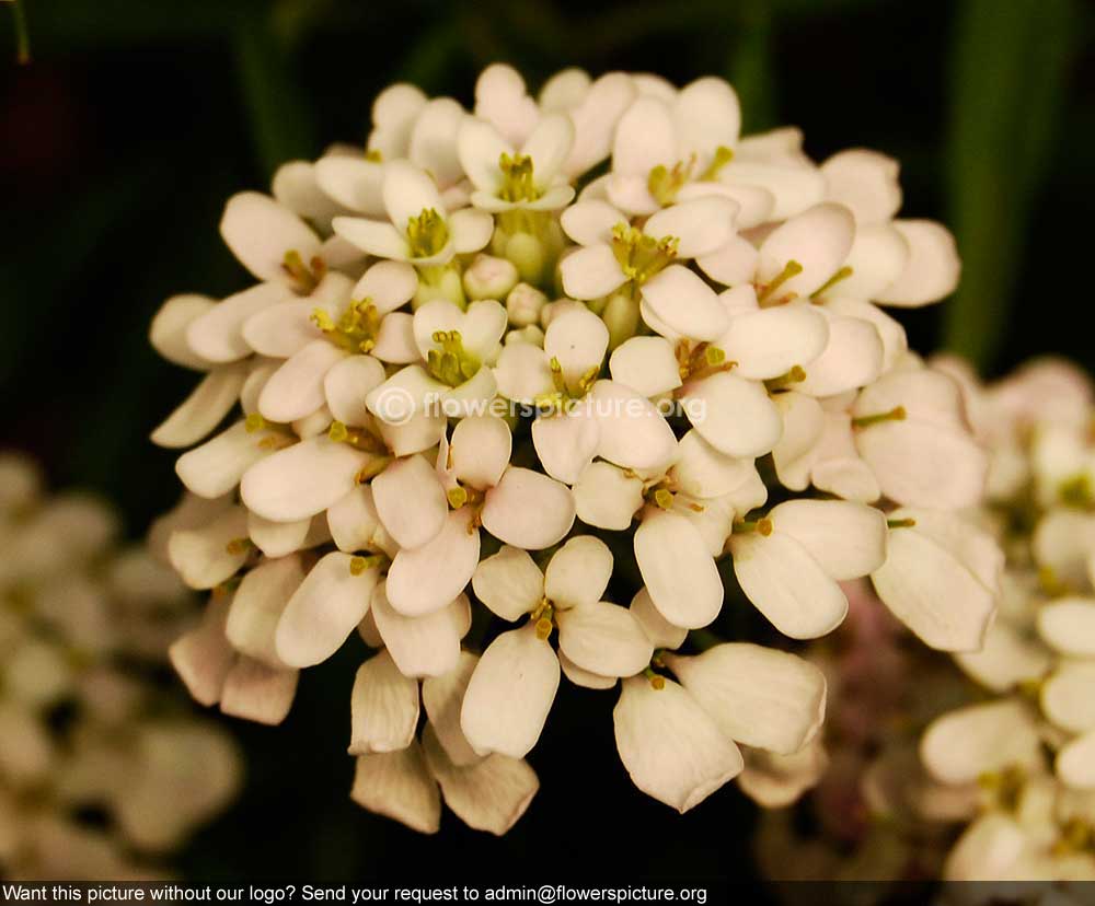 Candytuft White