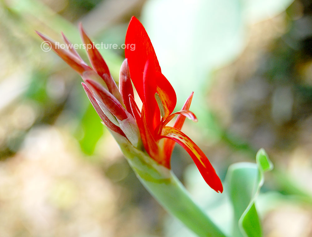 Canna Speciosa