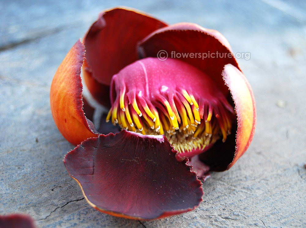 Cannonball flower petals and staminodes