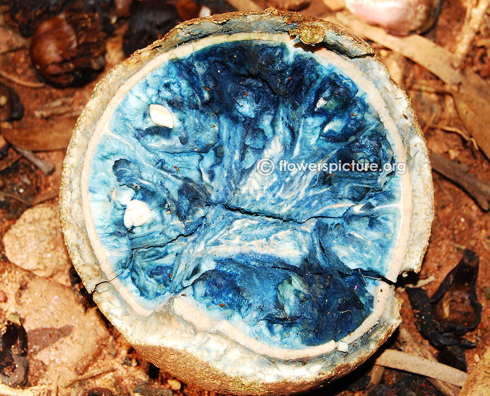 Cannonball fruit with seeds