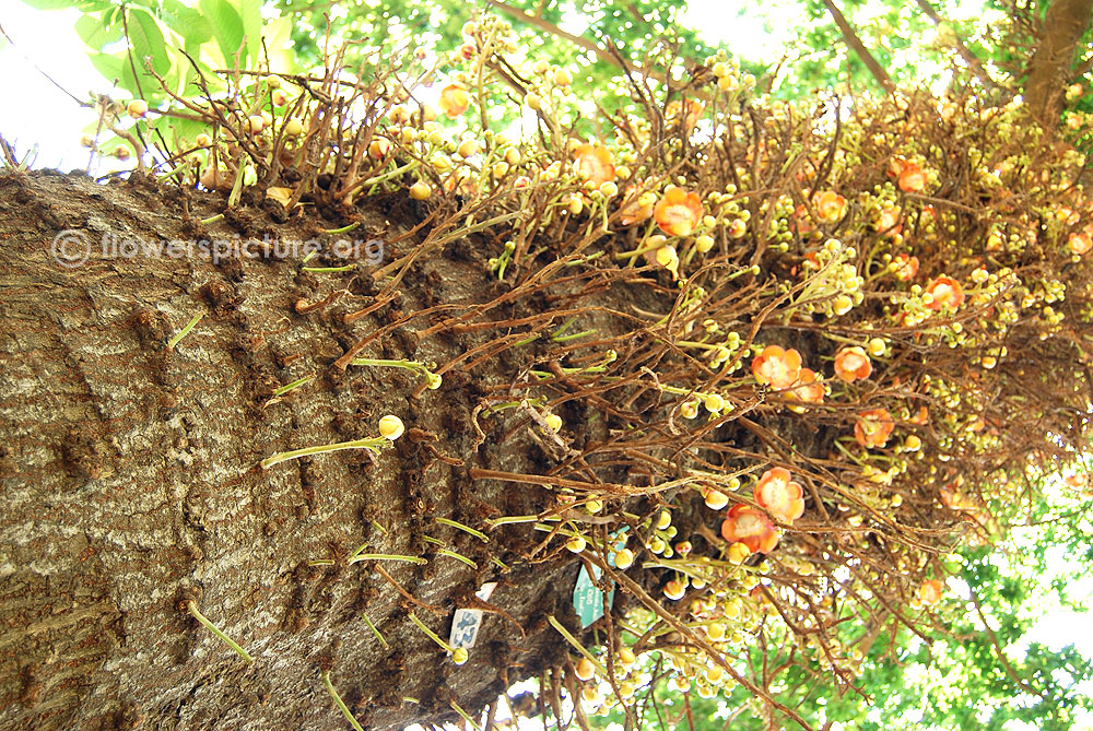 Cannonball tree bark