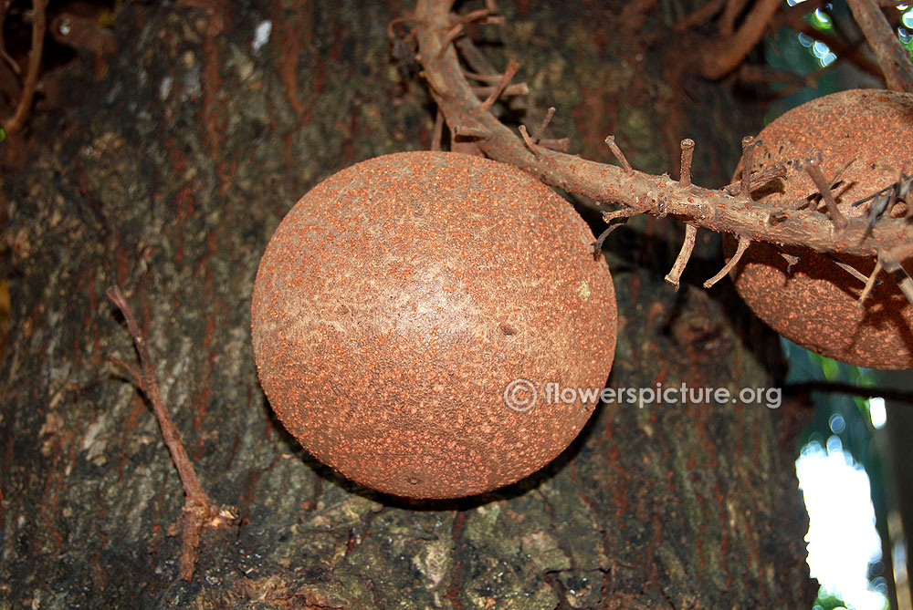 Cannonball tree fruit