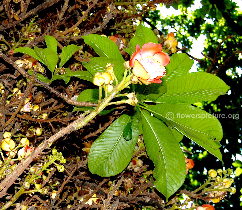 Cannonball tree leaves