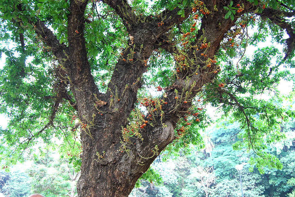 Cannonball tree with rare blackish maroon flowers