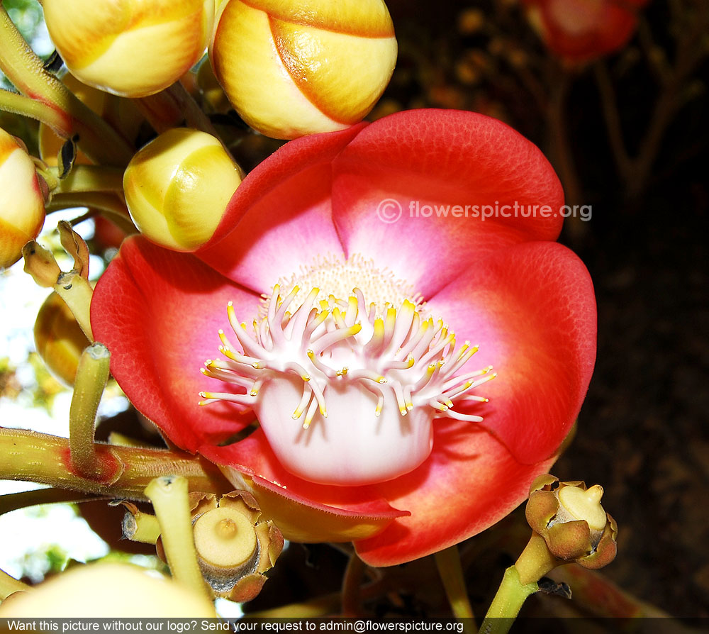 cannonball tree