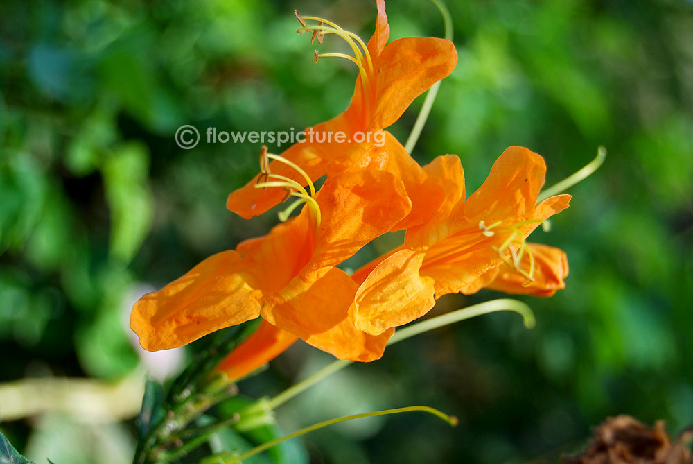 Cape honeysuckle orange