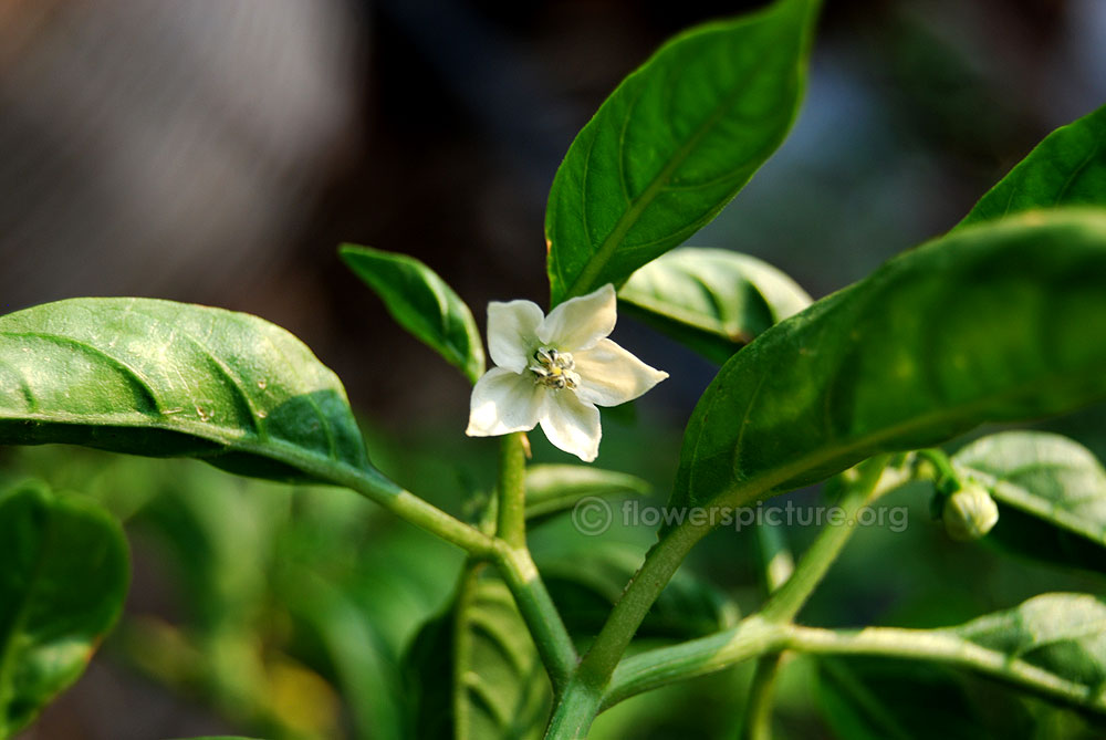 Capsicum frutescens