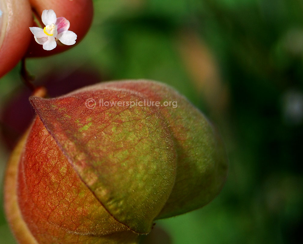 Cardiospermum corindum flower