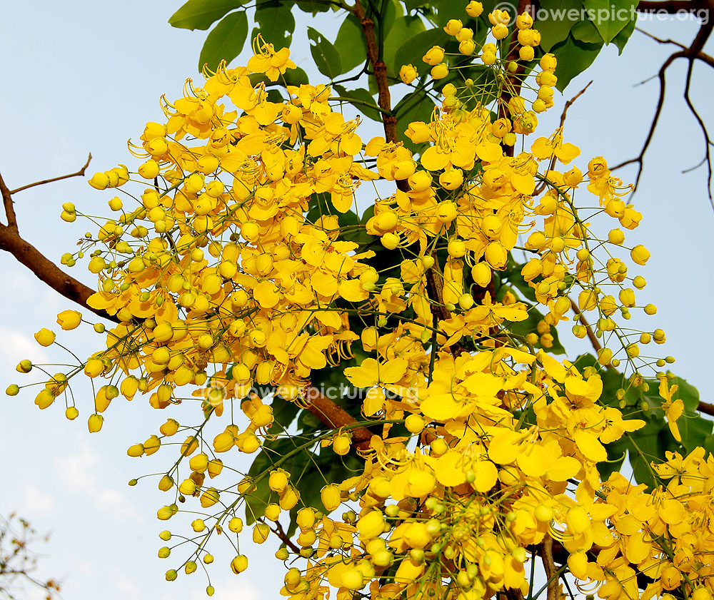 cassia fistula