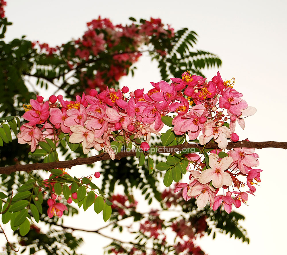 Cassia javanica