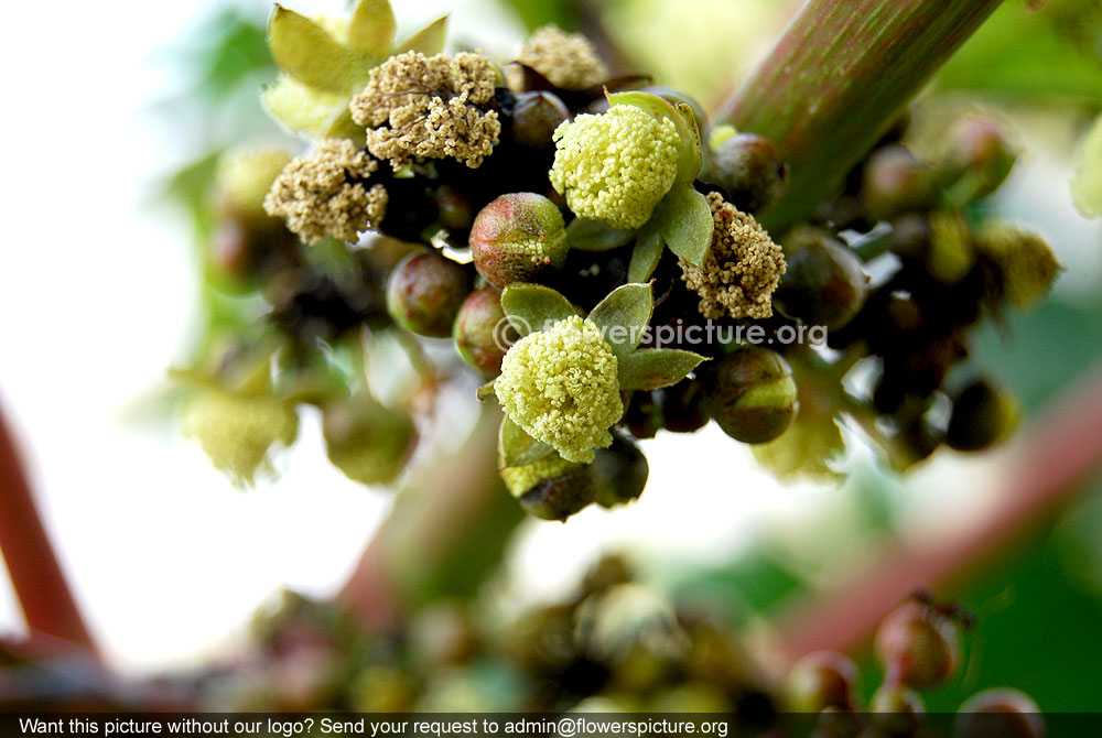 Castor bean plant