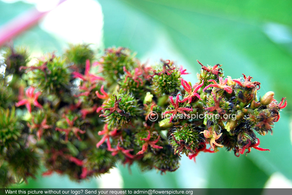 Castor oil plant flower