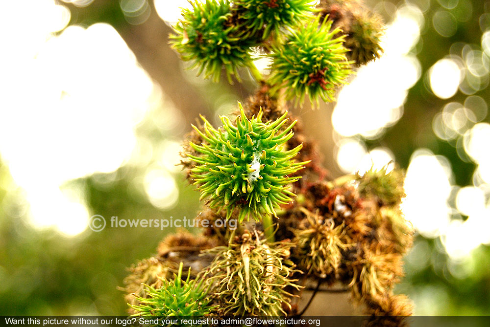 Castor Bean Plant Ricinus Communis