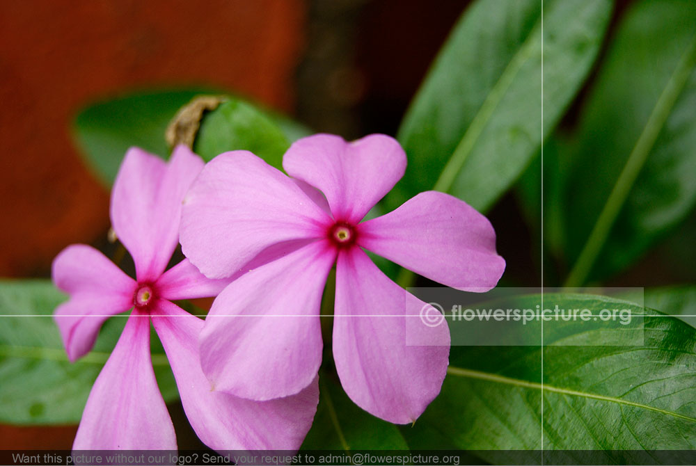 Catharanthus Roseus