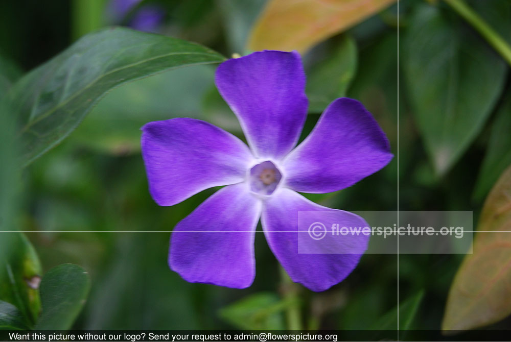 Catharanthus Roseus