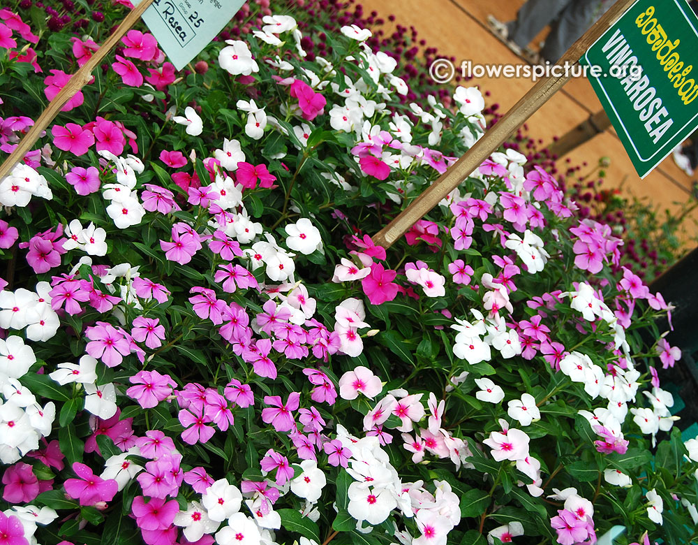 Catharanthus Roseus Blue White