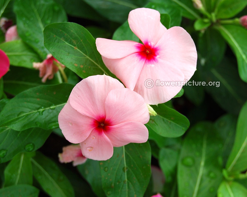 Catharanthus Roseus Pink Purple