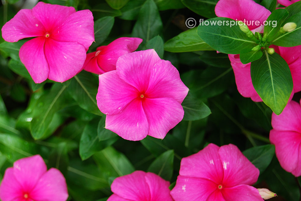 Катарактус. Catharanthus roseus. Катарантус Пинк. Катарантус Аристократ.