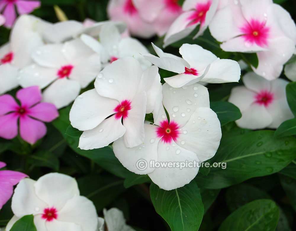 Catharanthus Roseus Pink White