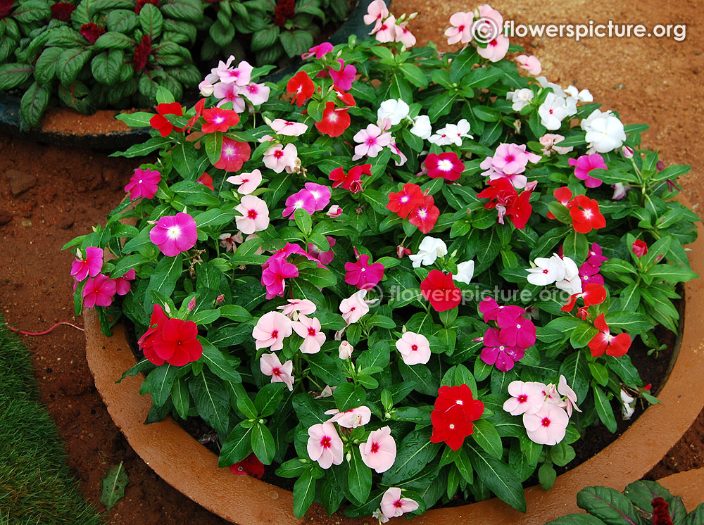 Catharanthus Roseus Pink White Fantasy