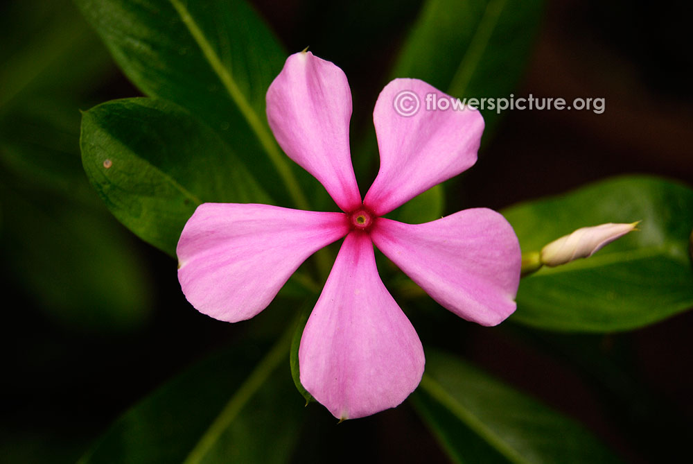 Catharanthus roseus purple