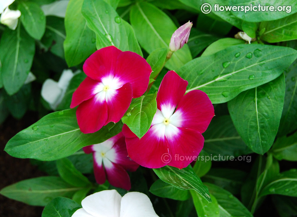 Catharanthus Roseus Purple White